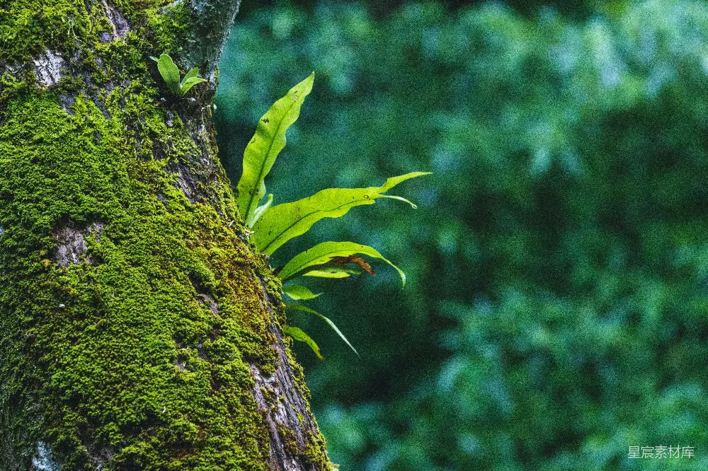 高清摄影  树旁生长着一株绿色植物