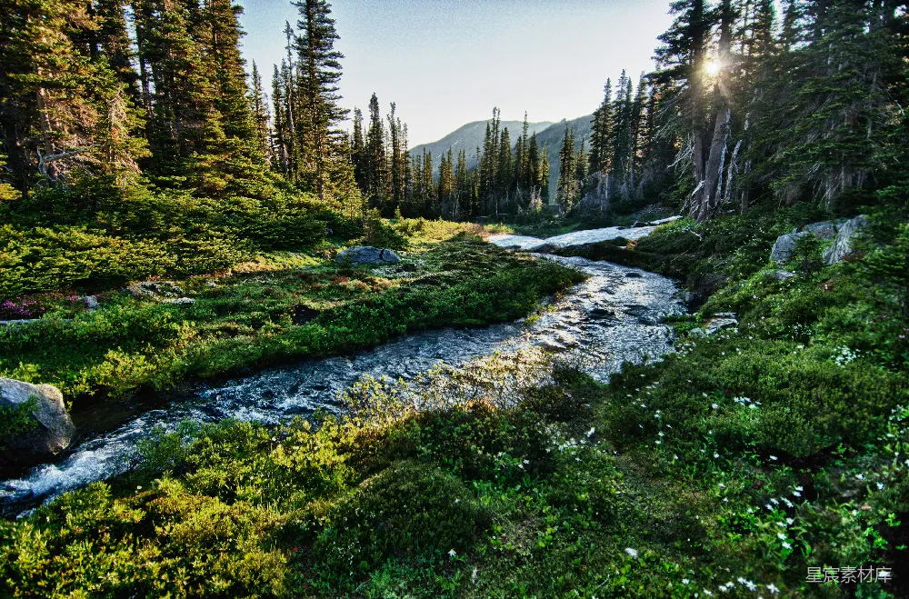高清摄影 河边树木的风景摄影