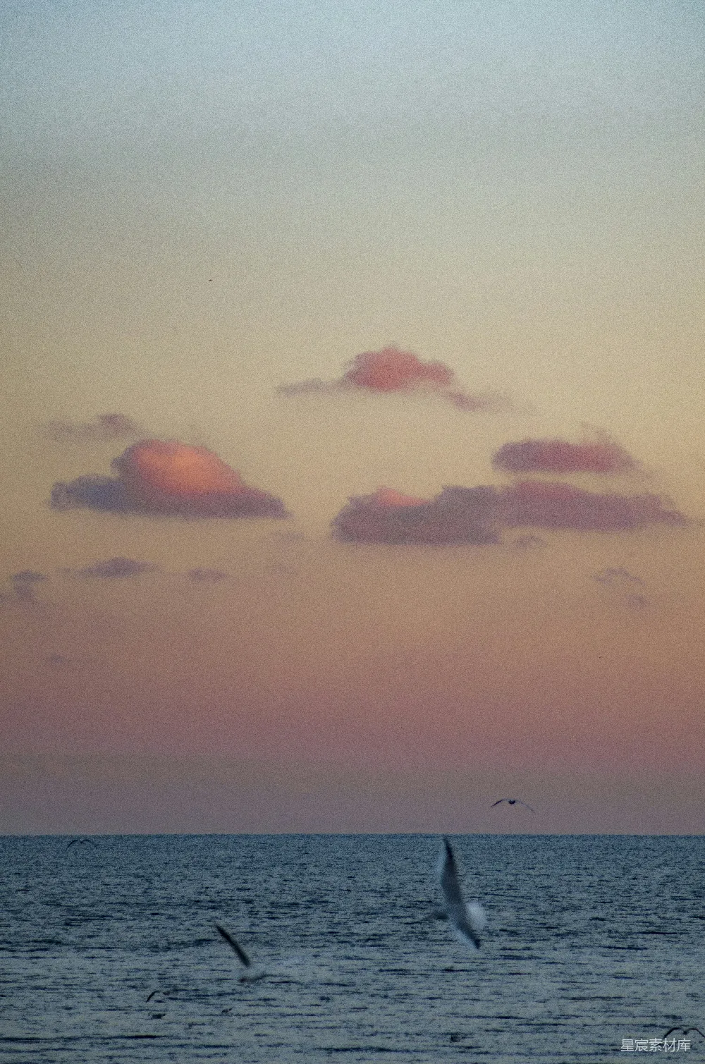 高清摄影  一群鸟在夕阳下飞越海洋。