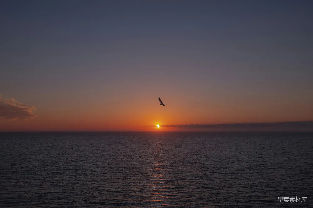 高清摄影  一只鸟飞向海洋上空的夕阳。