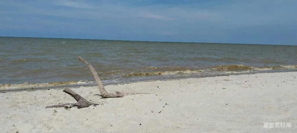 高清摄影  海滩上的一棵枯树，背景是大海。