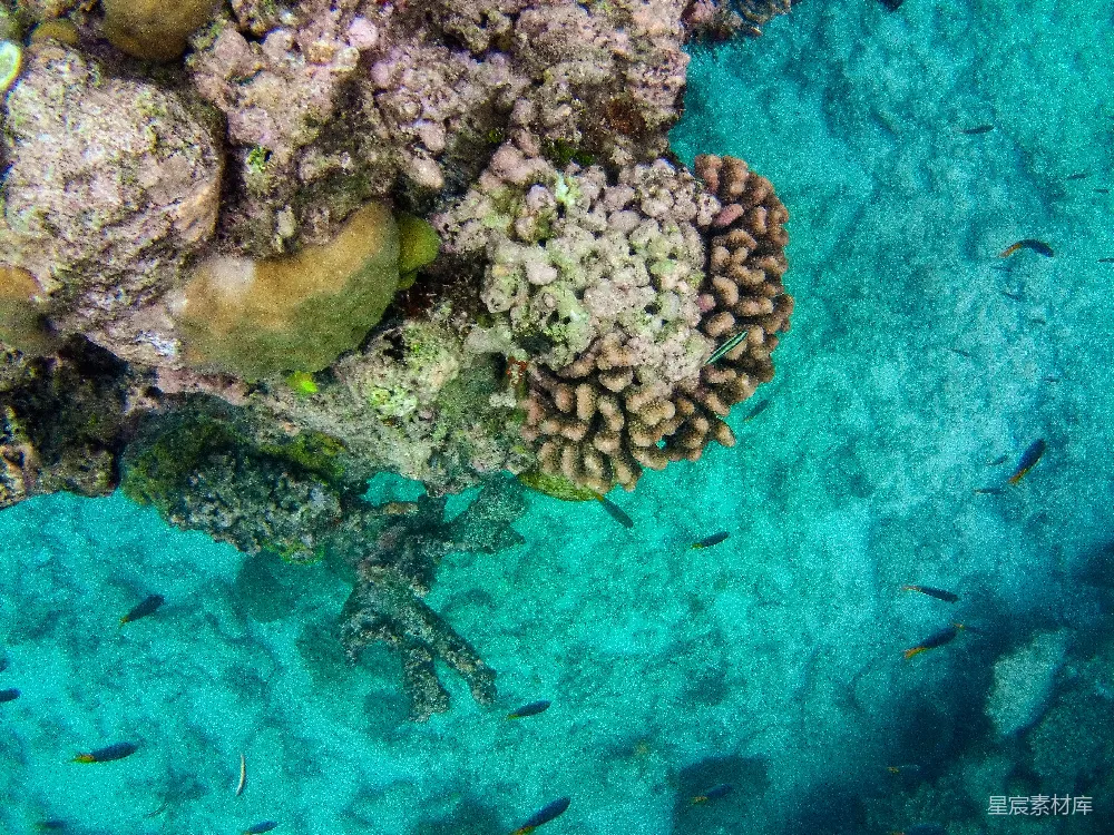 高清摄影  一群鱼在海洋中游泳