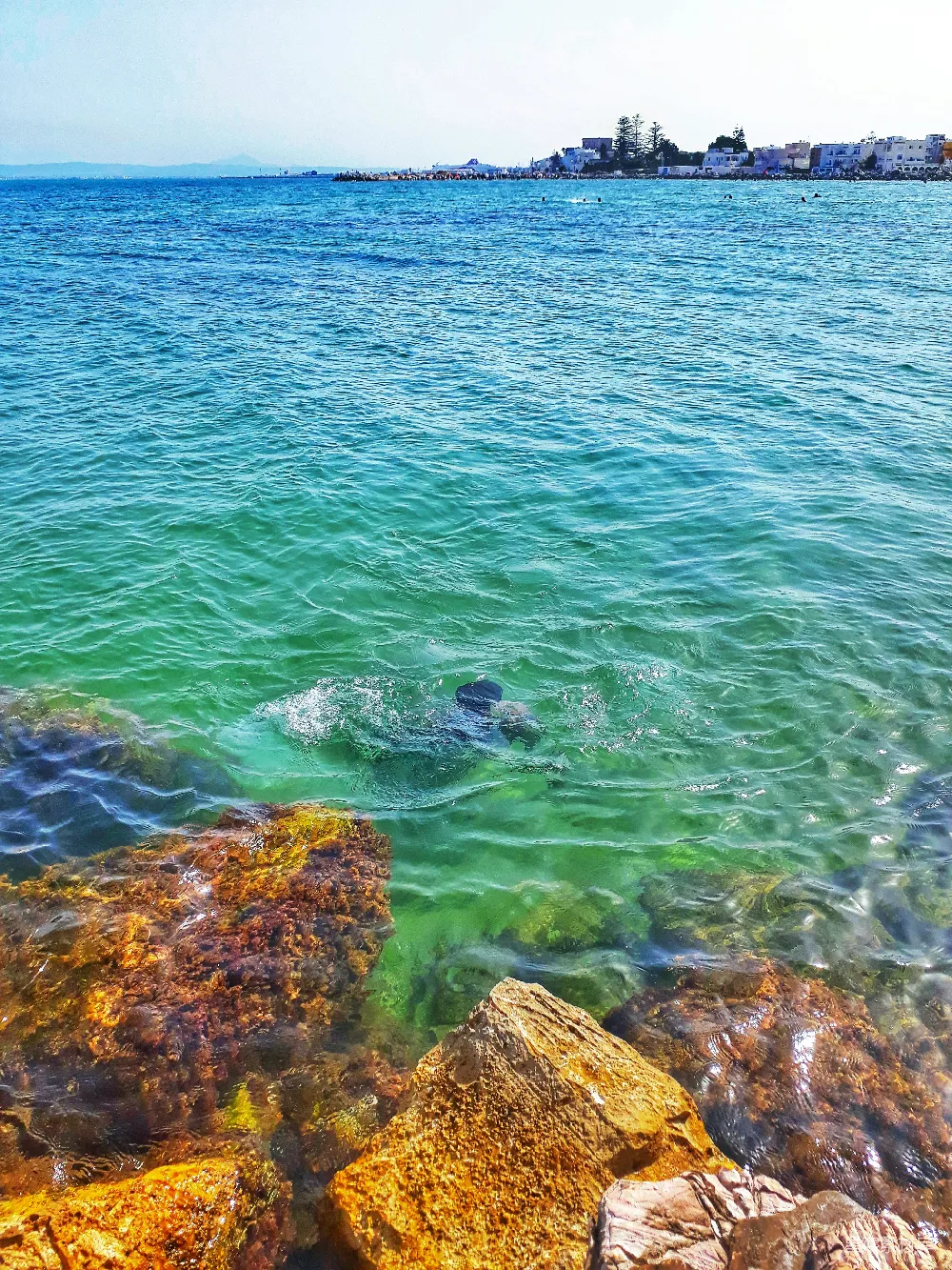 高清摄影  白天的绿海