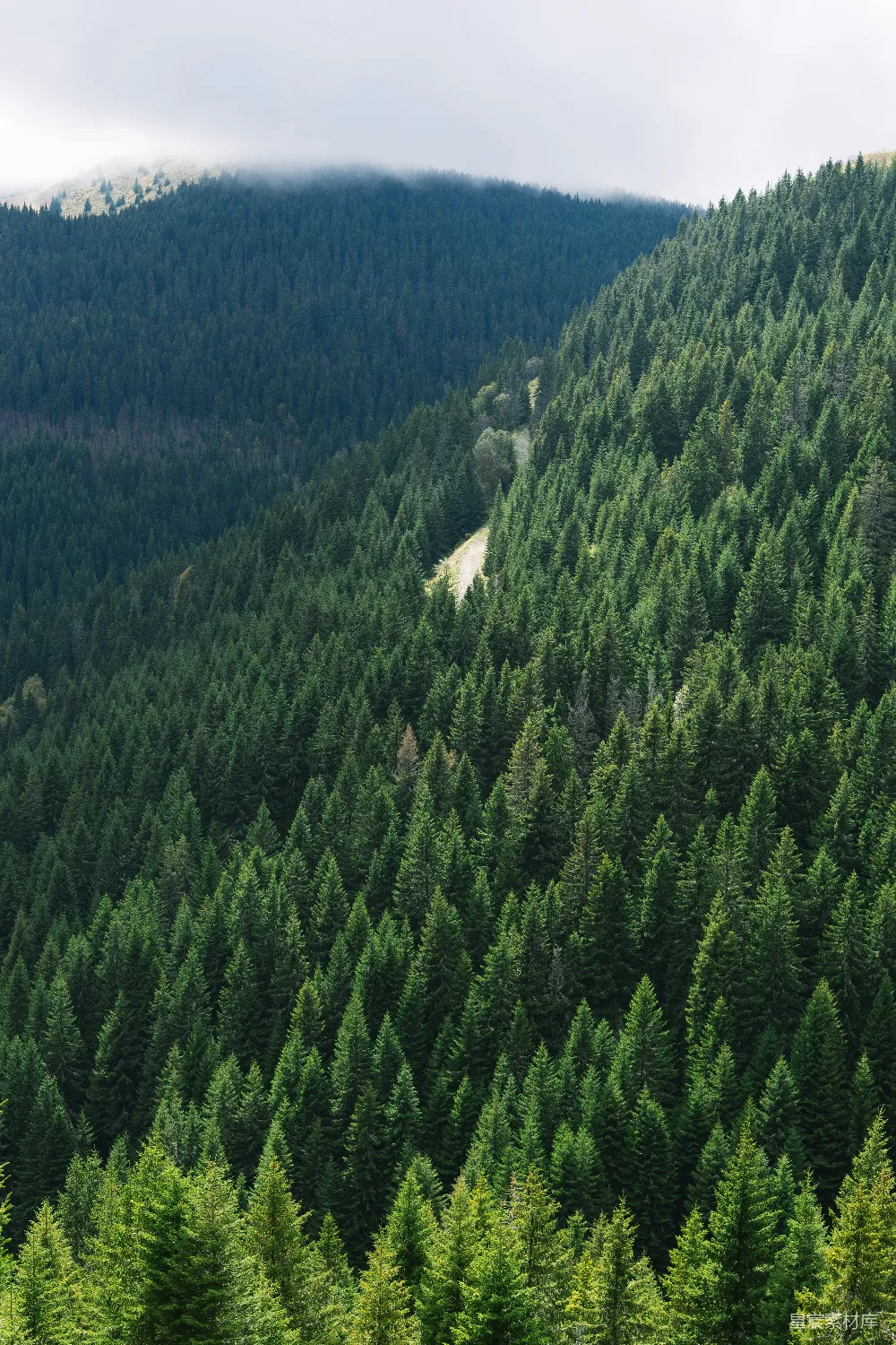 高清摄影  白天山上的绿松树