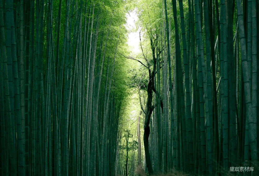 高清摄影  棕色的树干在竹子之间