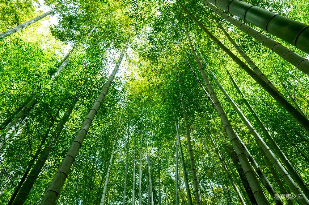 高清摄影 自然 日间低角度拍摄的绿树照片