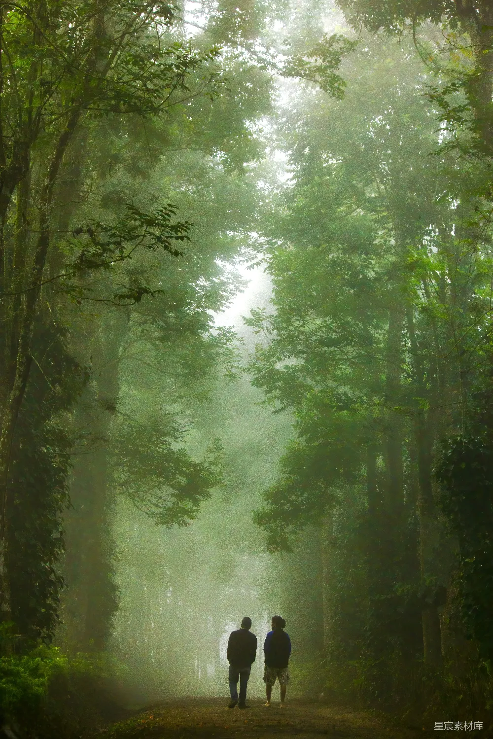 高清摄影  白天绿草地上有绿树。