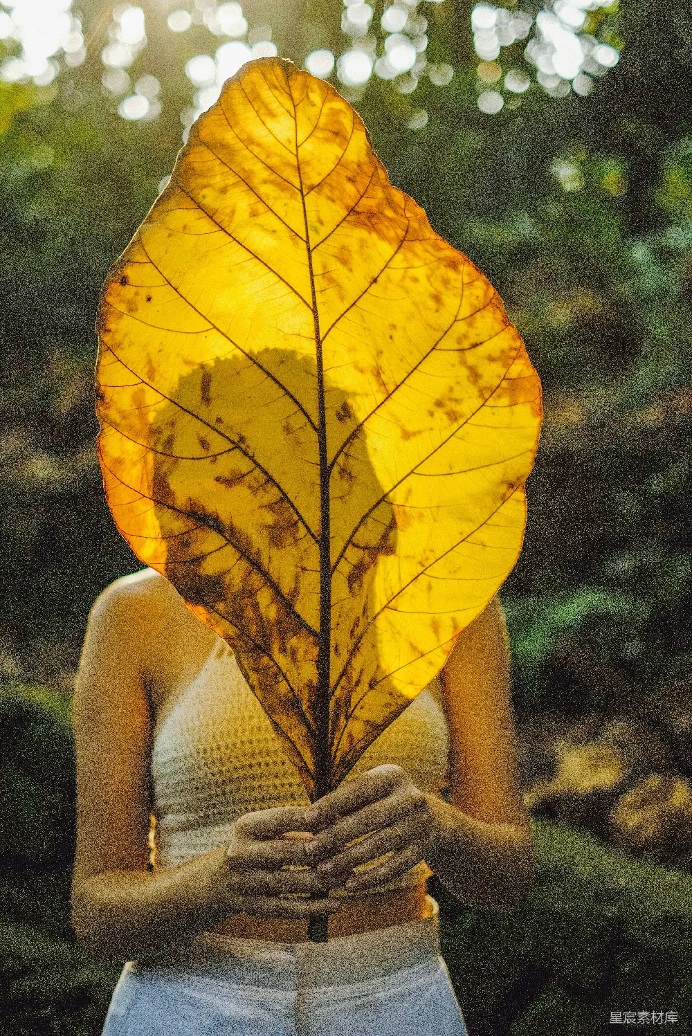 高清摄影  穿着白色背心的女子抱着黄色枫叶。
