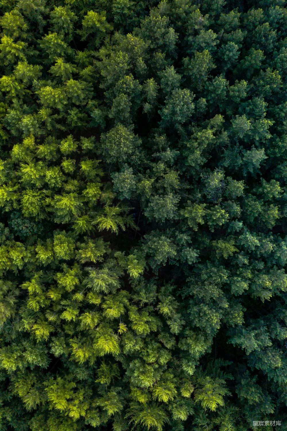 高清摄影  从空中俯瞰茂密的森林树冠