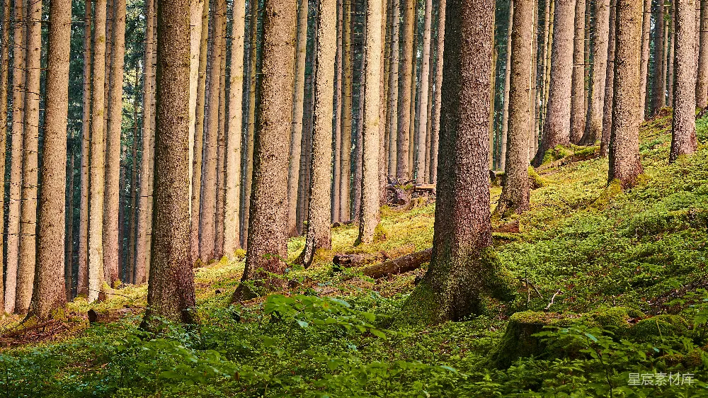 高清摄影  绿草地上有树