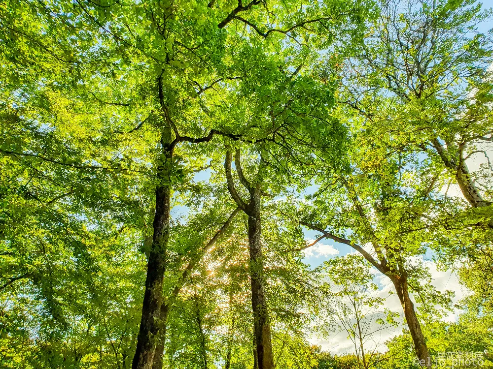 高清摄影  白天绿草地上有绿树。