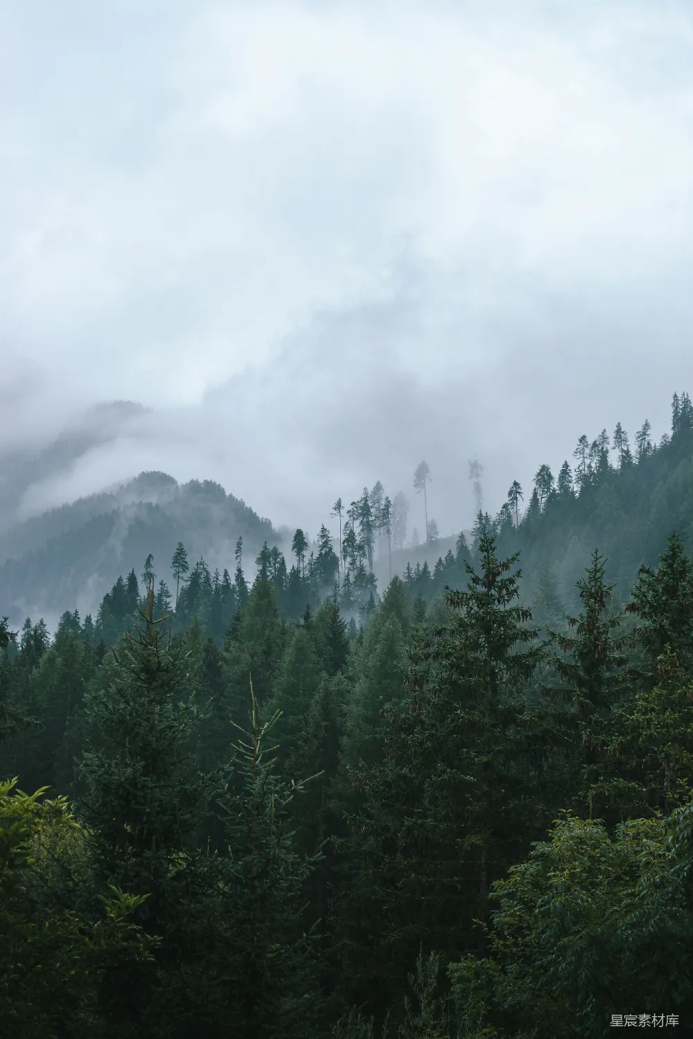 高清摄影  白天山上的绿树