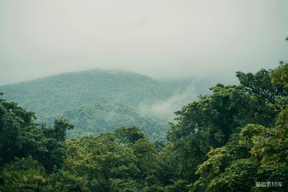 高清摄影 壁纸 一片森林的景象，背景中有一座山。