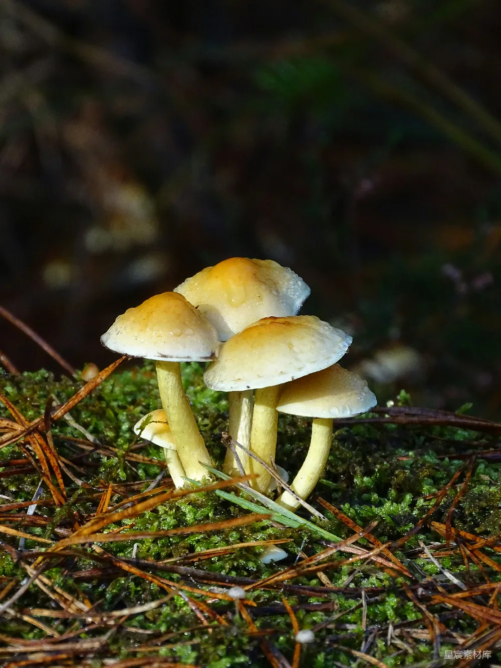 高清摄影  一群蘑菇