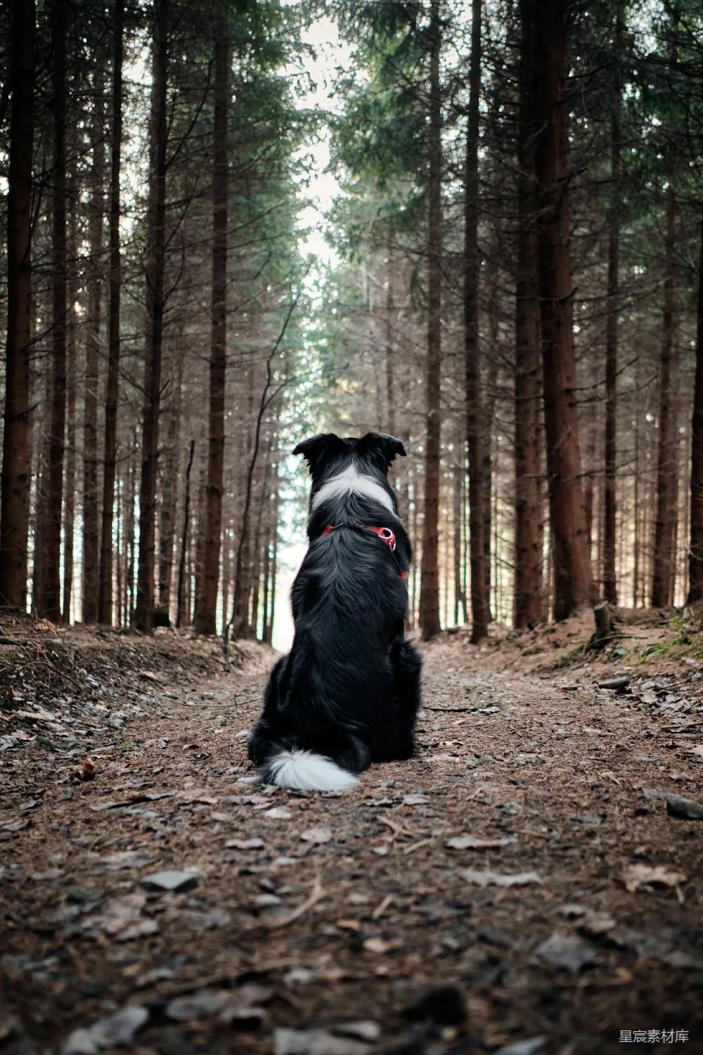 高清摄影  黑白相间的边境牧羊犬坐在地上，周围环绕着树木，白天的光线照射下来。