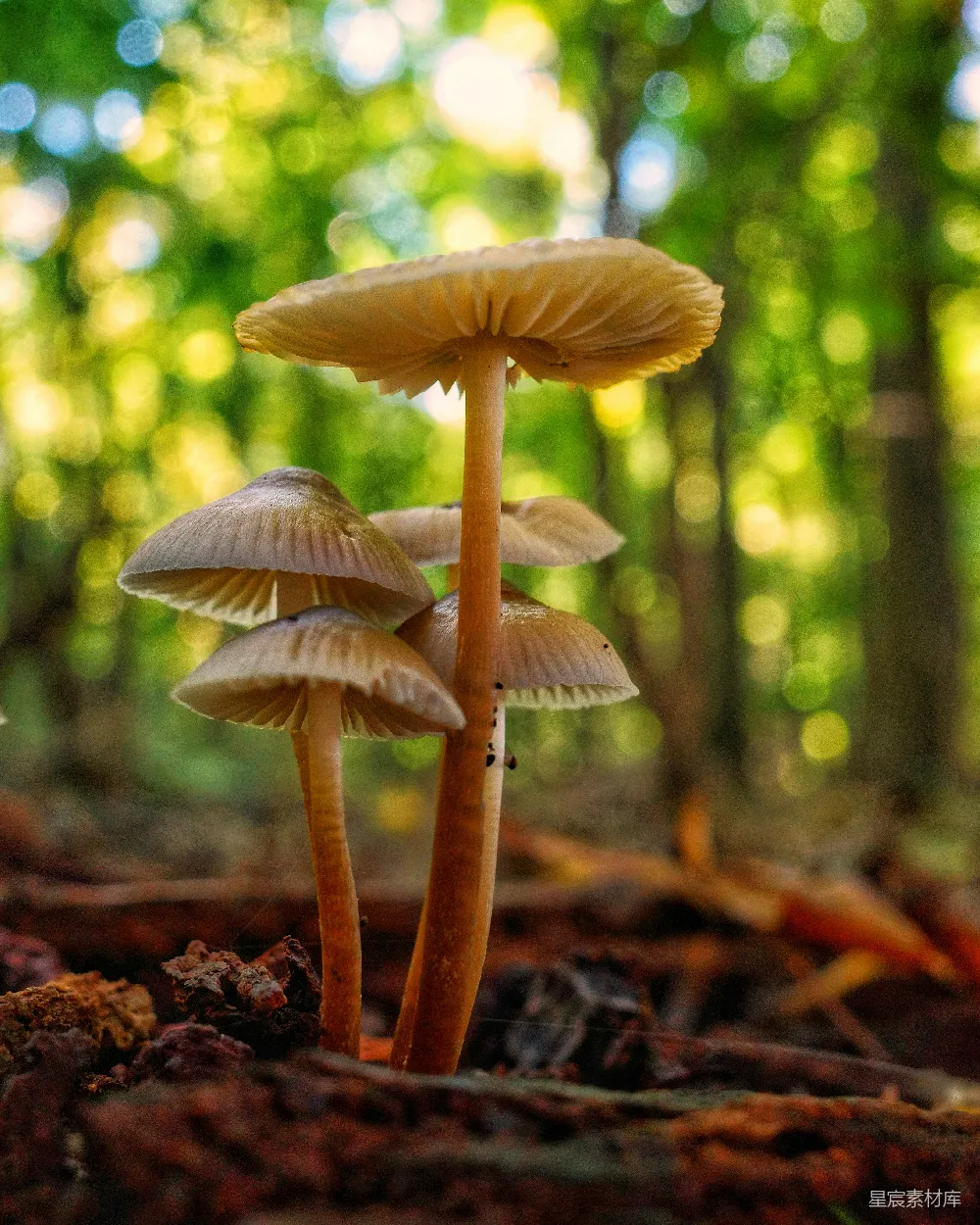 高清摄影  一丛蘑菇坐落在森林的地面上。