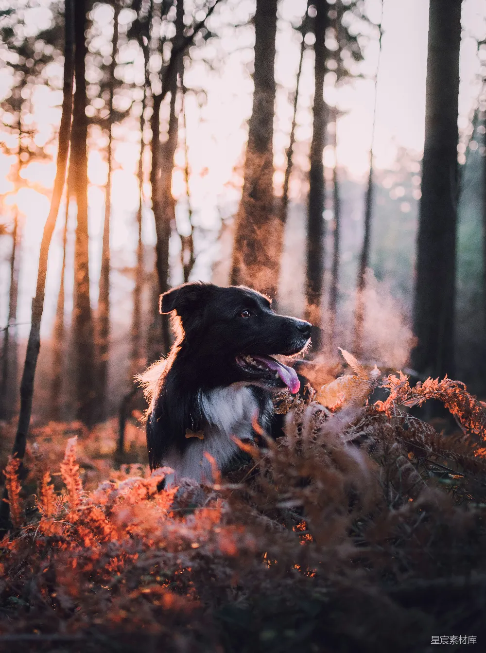 高清摄影  白天户外的成年黑白边境牧羊犬