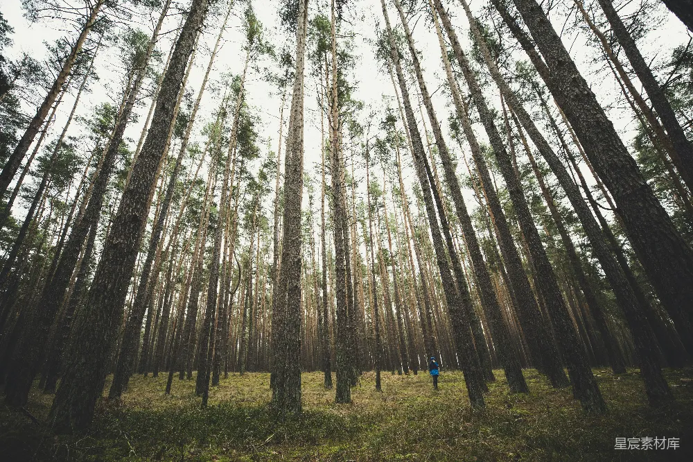 高清摄影 自然 白天绿色草地上棕色的树木