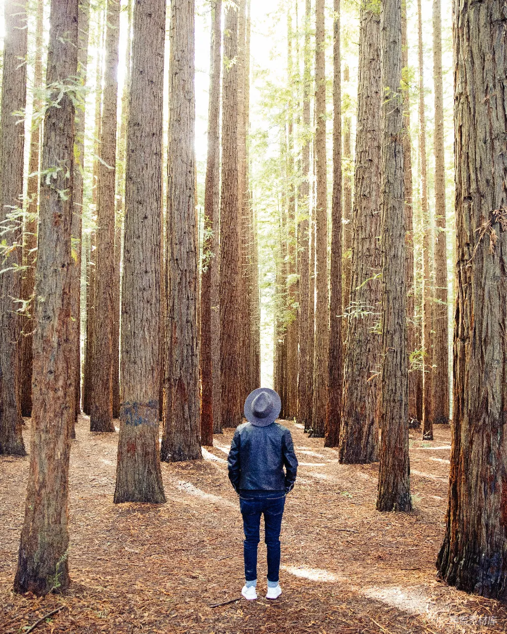 高清摄影  站在棕色树木下的人