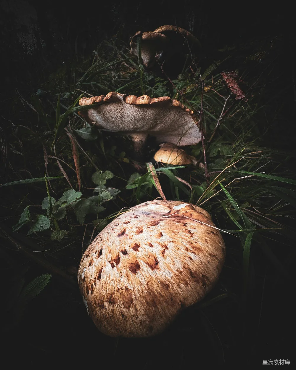 高清摄影 实验性 一群蘑菇坐落在郁郁葱葱的绿地上。
