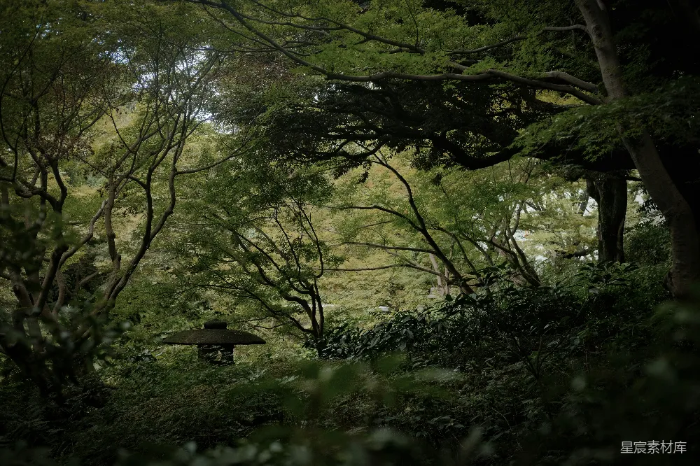高清摄影  宁静的日本花园景色，绿意盎然。