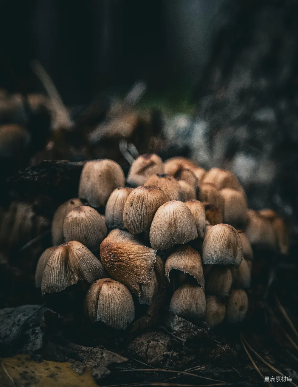 高清摄影 自然 一群蘑菇