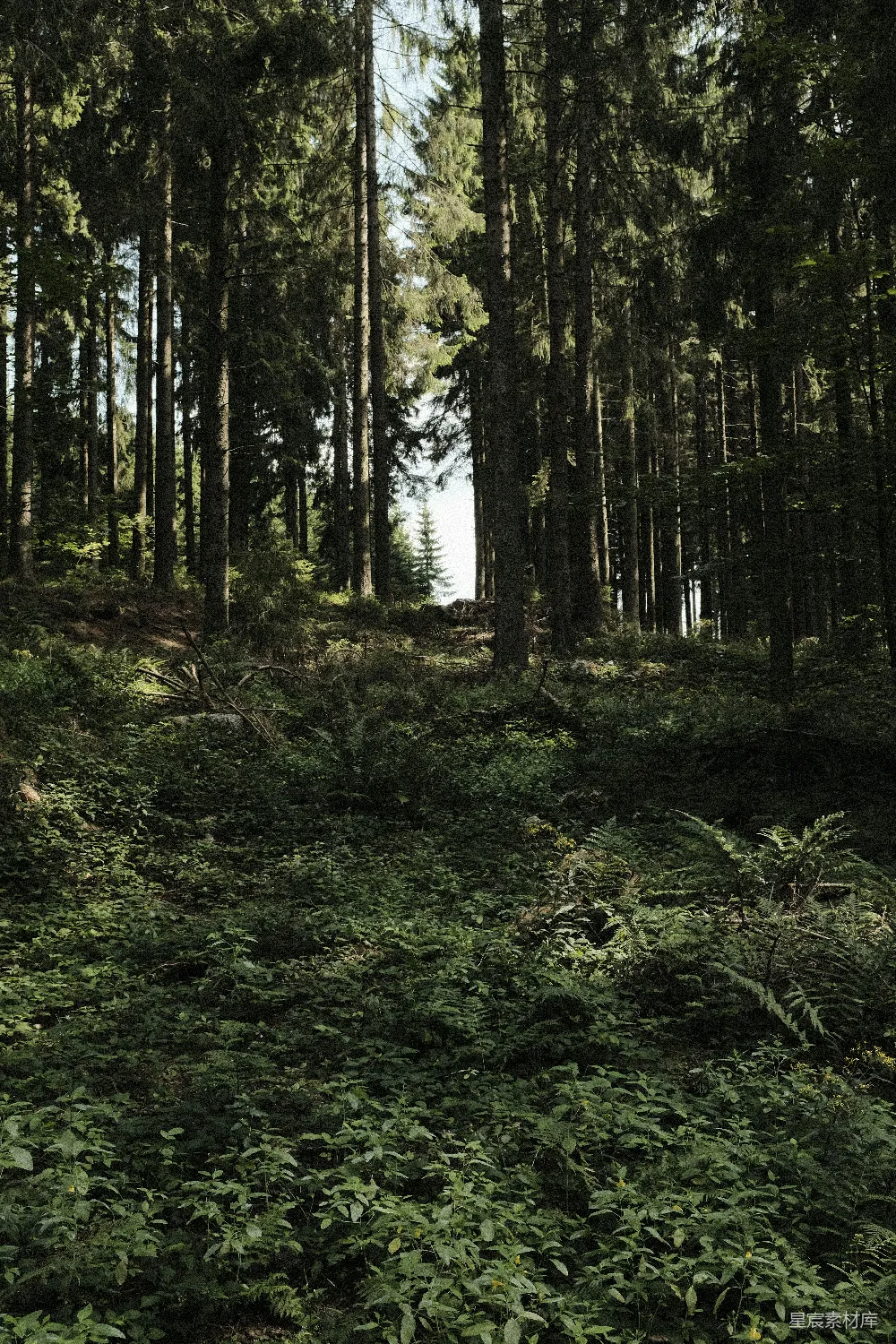 高清摄影 自然 绿色的草