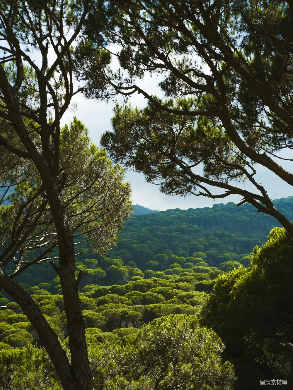 高清摄影 自然 壁纸 透过松树看到的茂密绿色森林