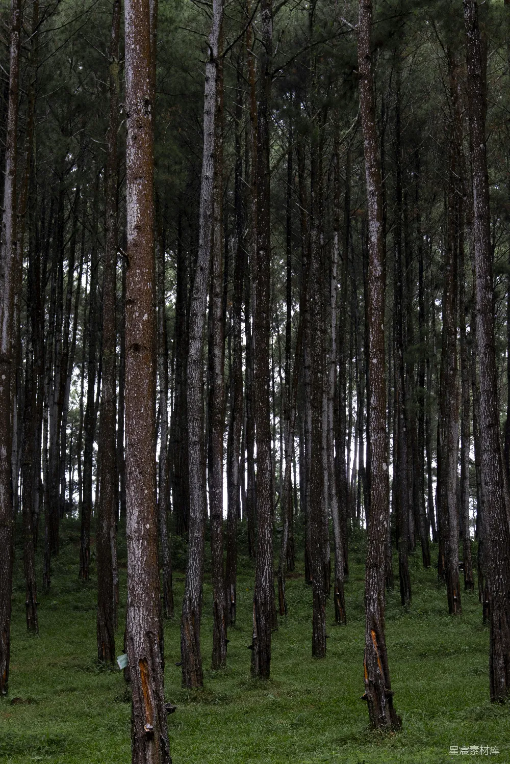 高清摄影  一片树林