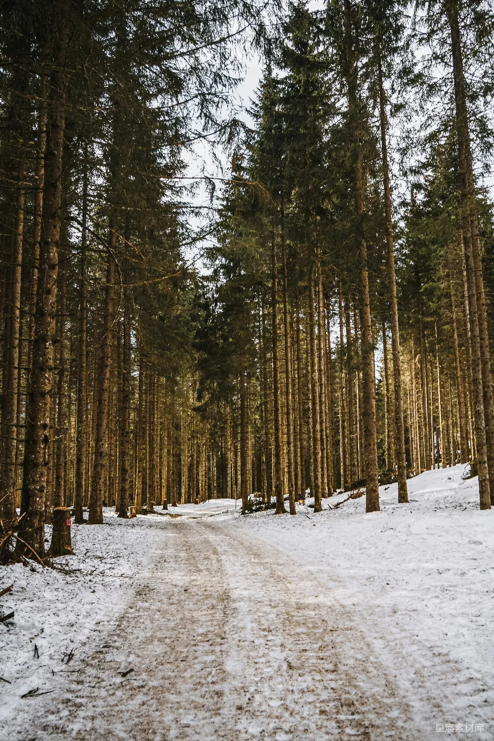 高清摄影  棕色的树木在覆盖着雪的地面白天时的景象