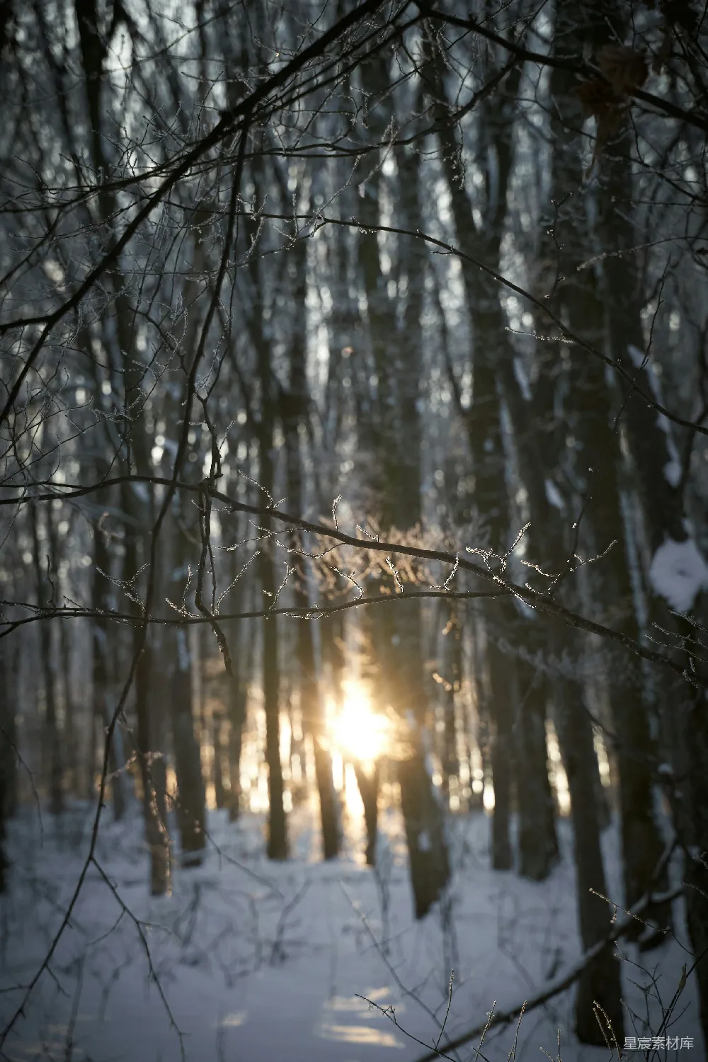 高清摄影 壁纸 自然 棕色的树木在雪覆盖的地面上，在白天。