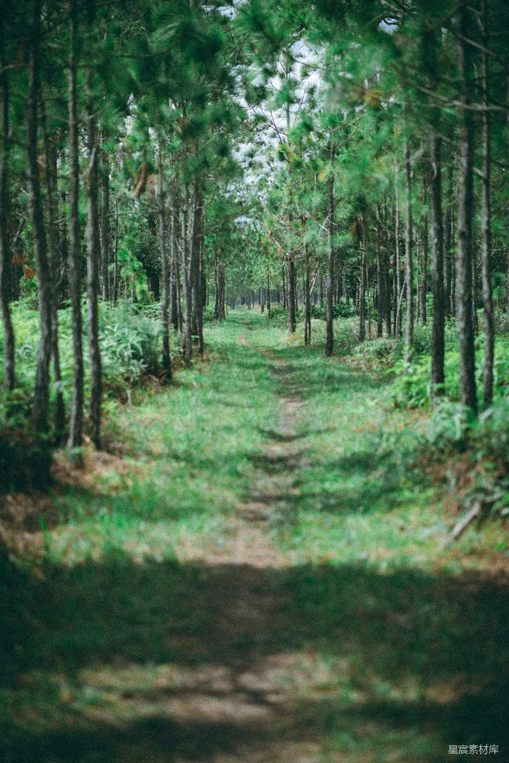 高清摄影  白天的绿草和树木