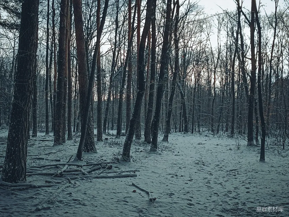 高清摄影  一条穿过白雪覆盖的森林的小径，森林里有许多树木。