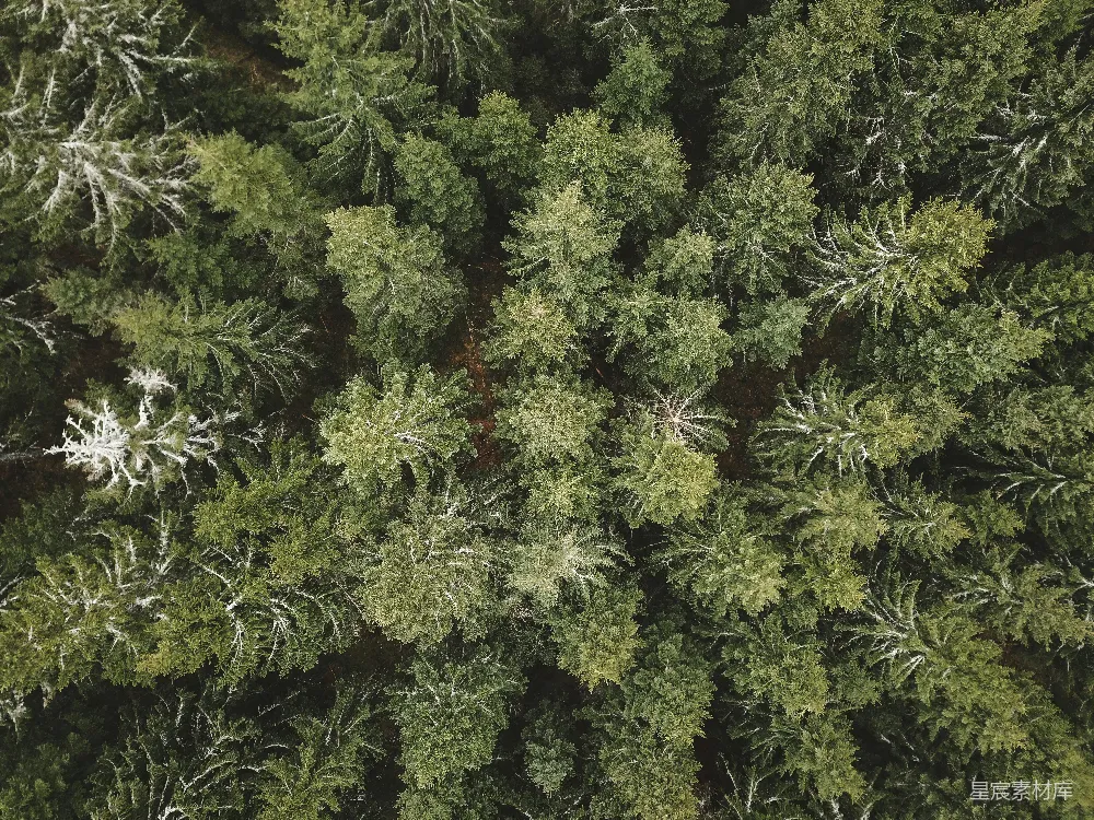 高清摄影 自然 壁纸 旅行 白天的绿植和红植