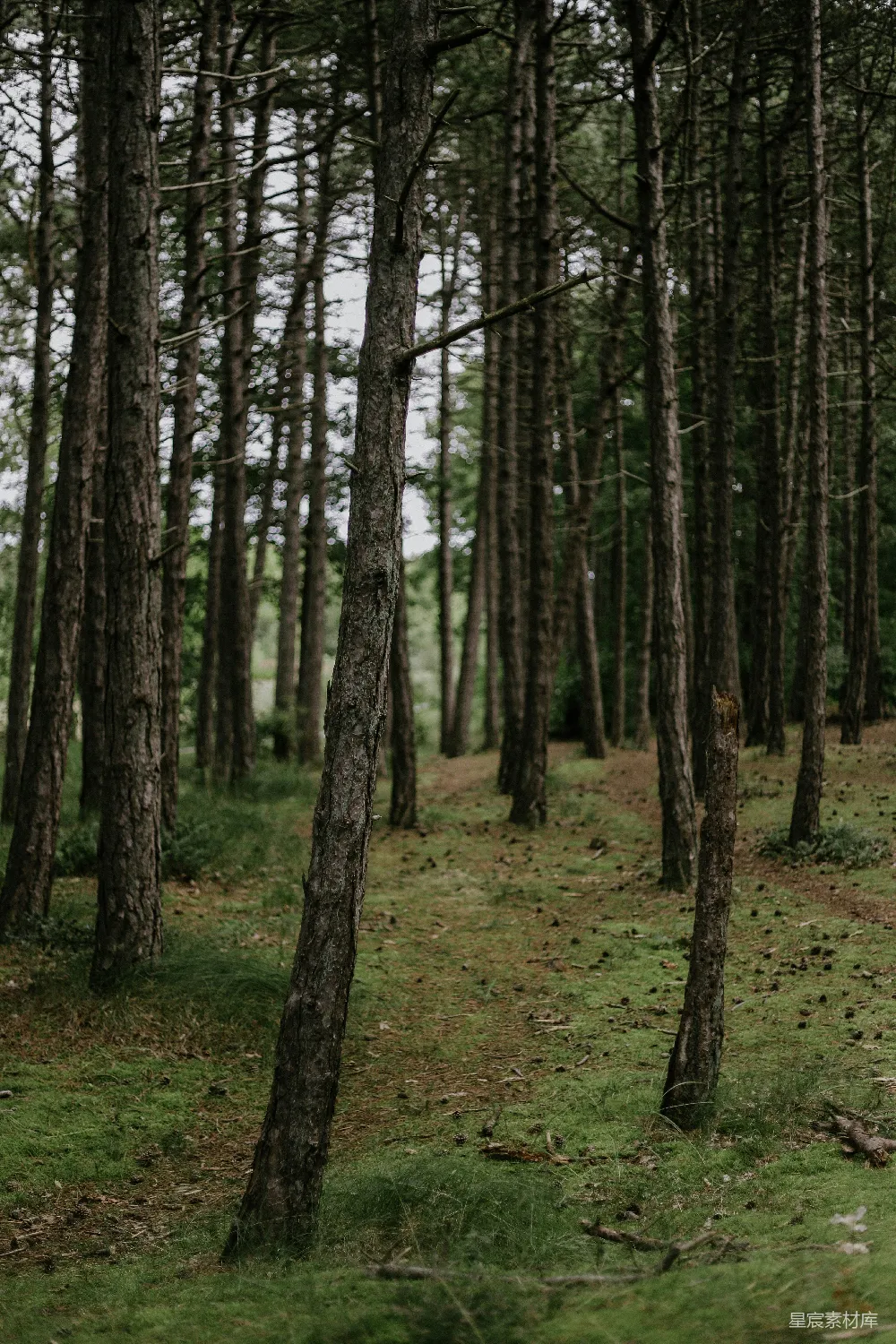 高清摄影  几棵树木在草地上