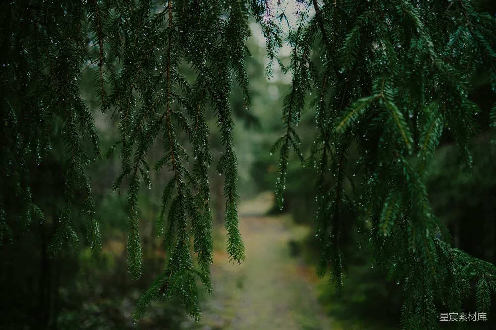 高清摄影  森林中的松枝上滴落的雨滴