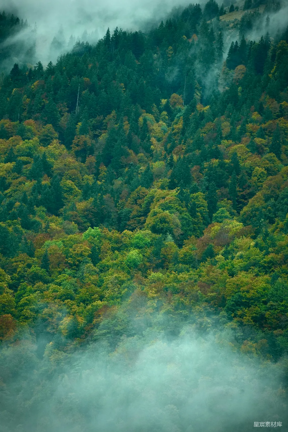 高清摄影  浓密的森林在雾气弥漫的山谷中展现出秋日的色彩。