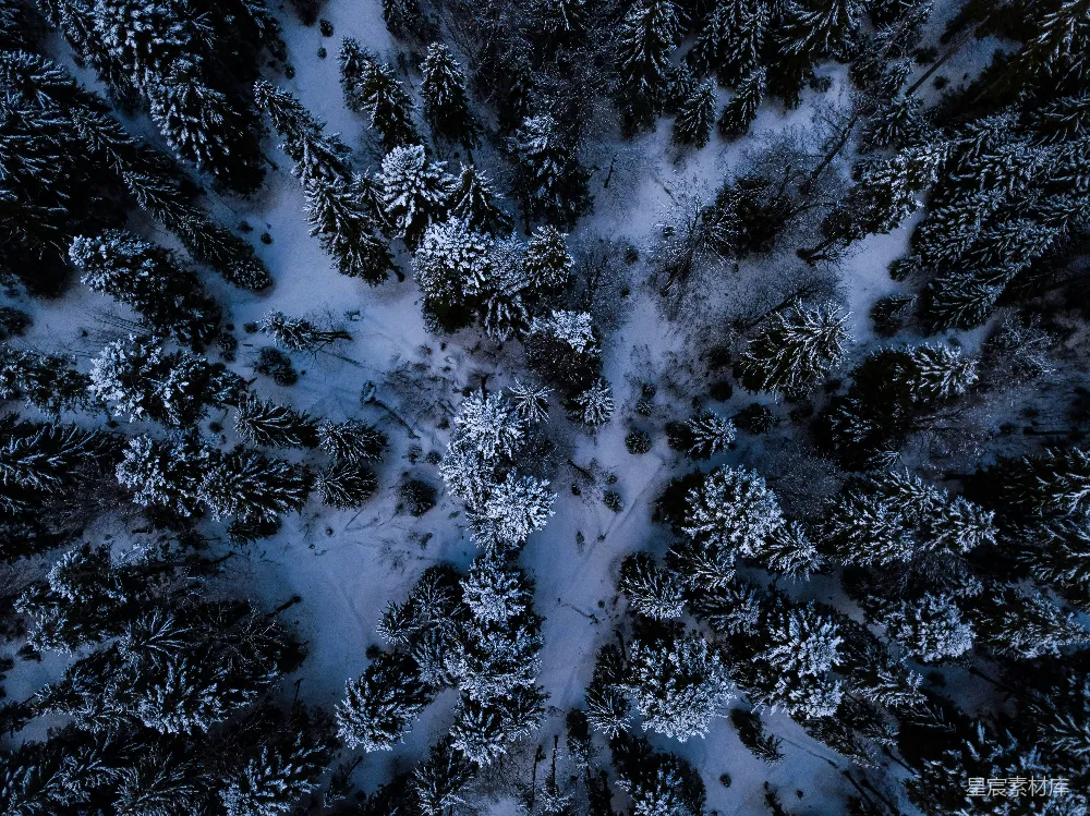 高清摄影 旅行 自然 壁纸 被雪覆盖的黑白树冠