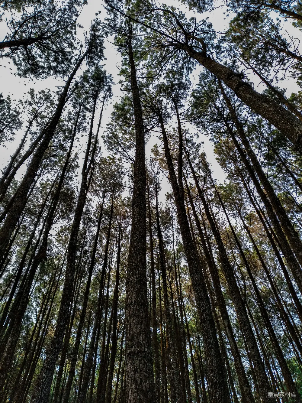 高清摄影  日间低角度拍摄绿色树木