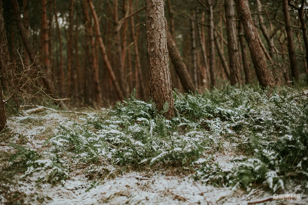 高清摄影  被雪覆盖的森林，有很多树木。