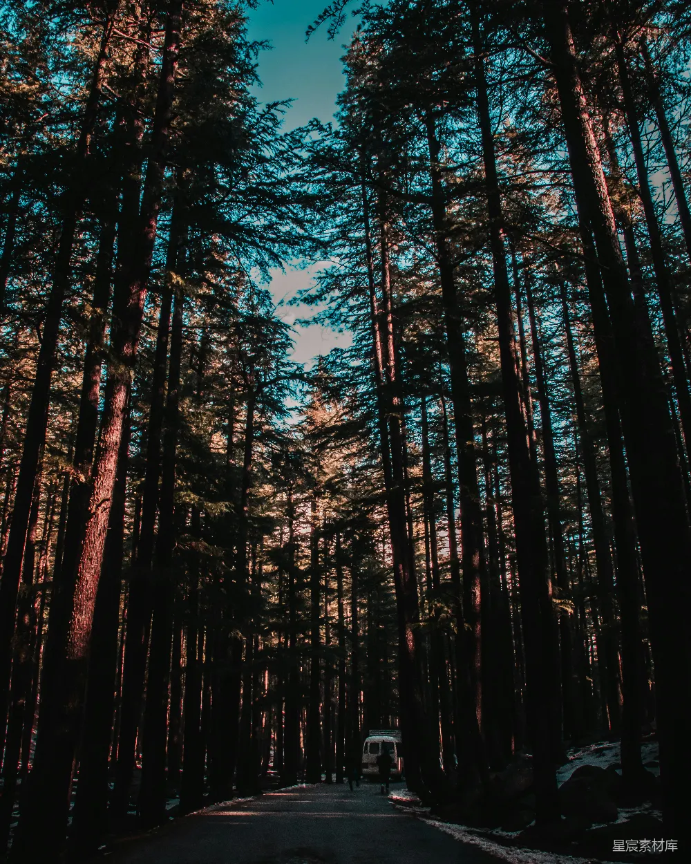 高清摄影 自然 棕色的树木在蓝天下的白天场景