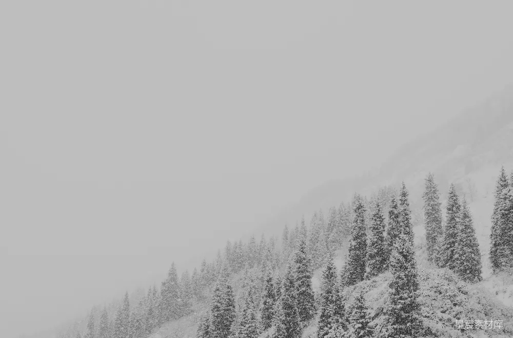 高清摄影 自然 灰度照片中的树木覆盖着雪