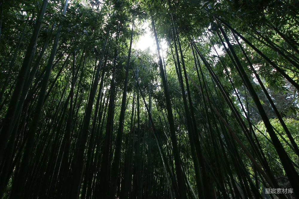 高清摄影  倾斜拍摄的高大树木照片