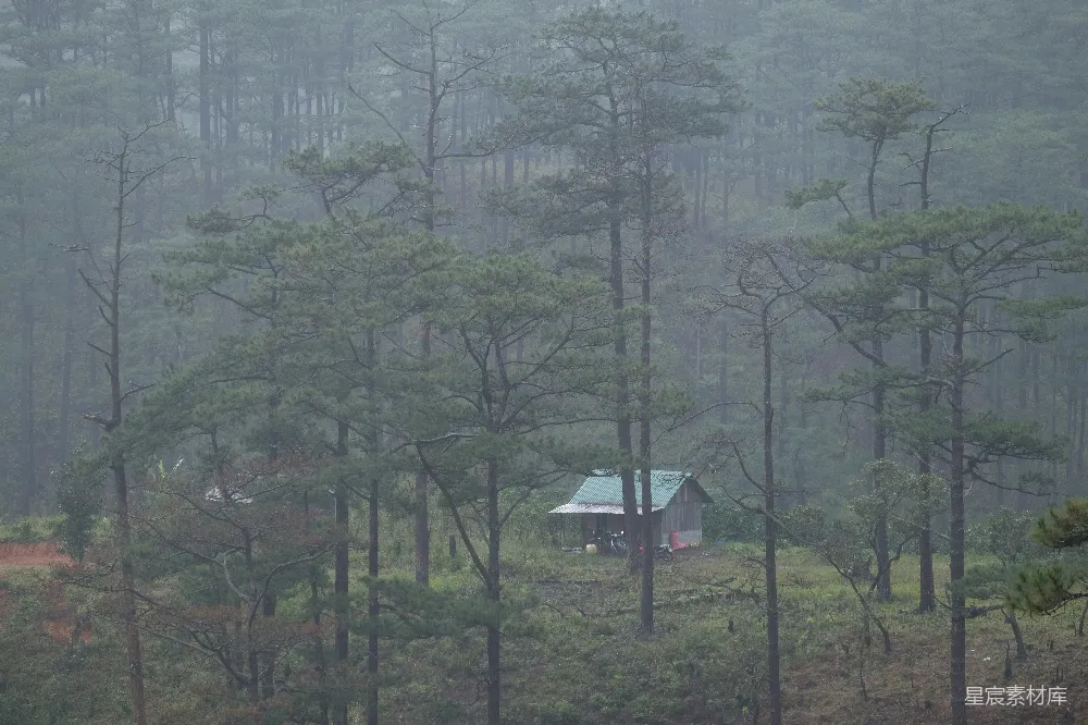高清摄影 自然 在雾蒙蒙的一天，小木屋隐匿在树林中。
