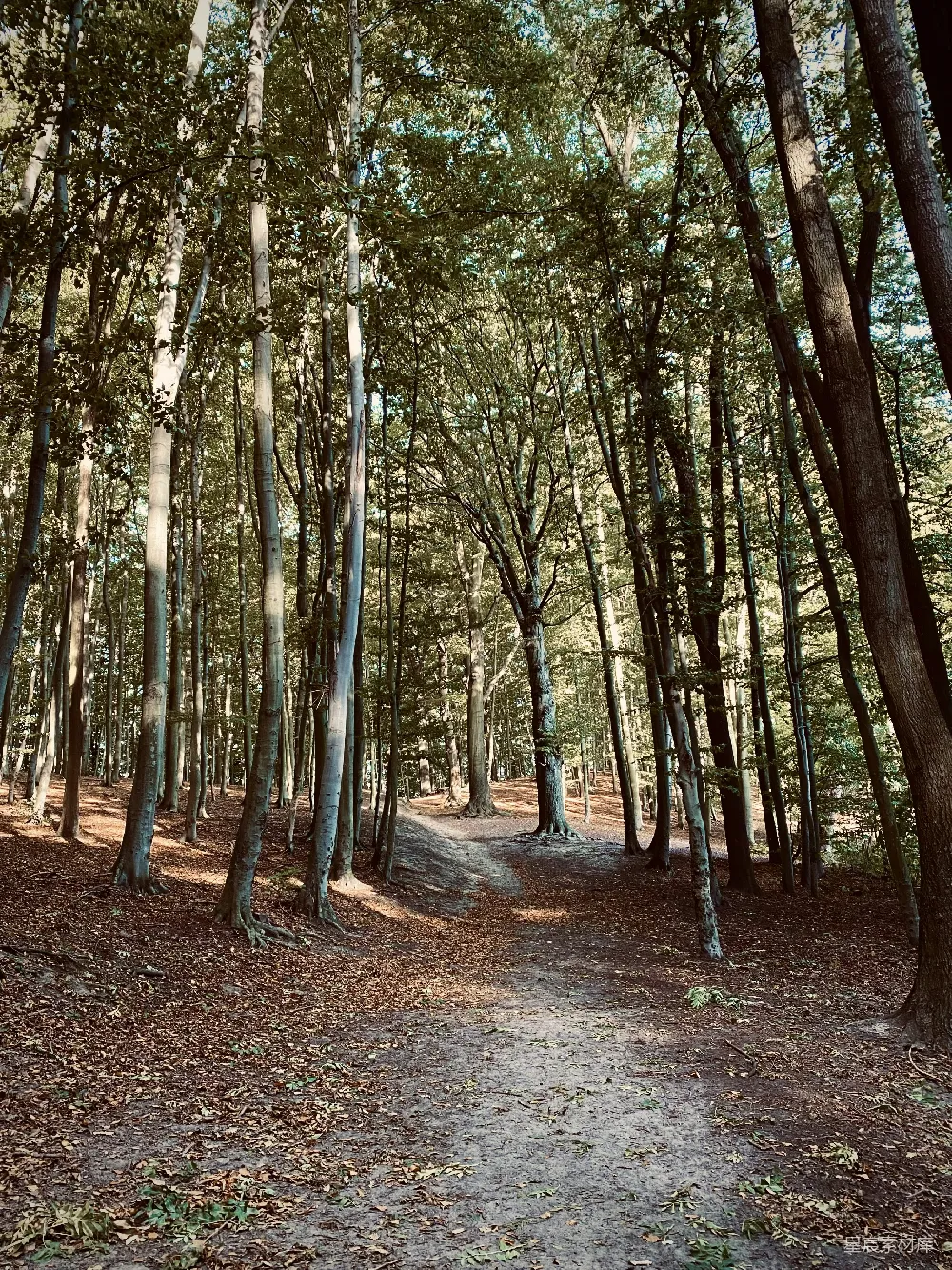 高清摄影  一条森林中间的路，两旁长满了树木。