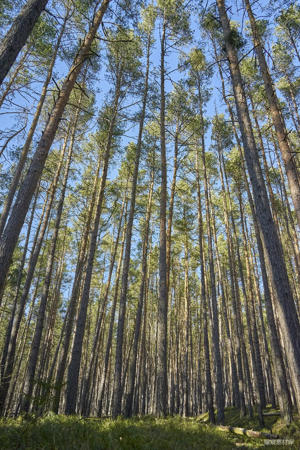 高清摄影 春天 自然 壁纸 一片长满高大松树的森林