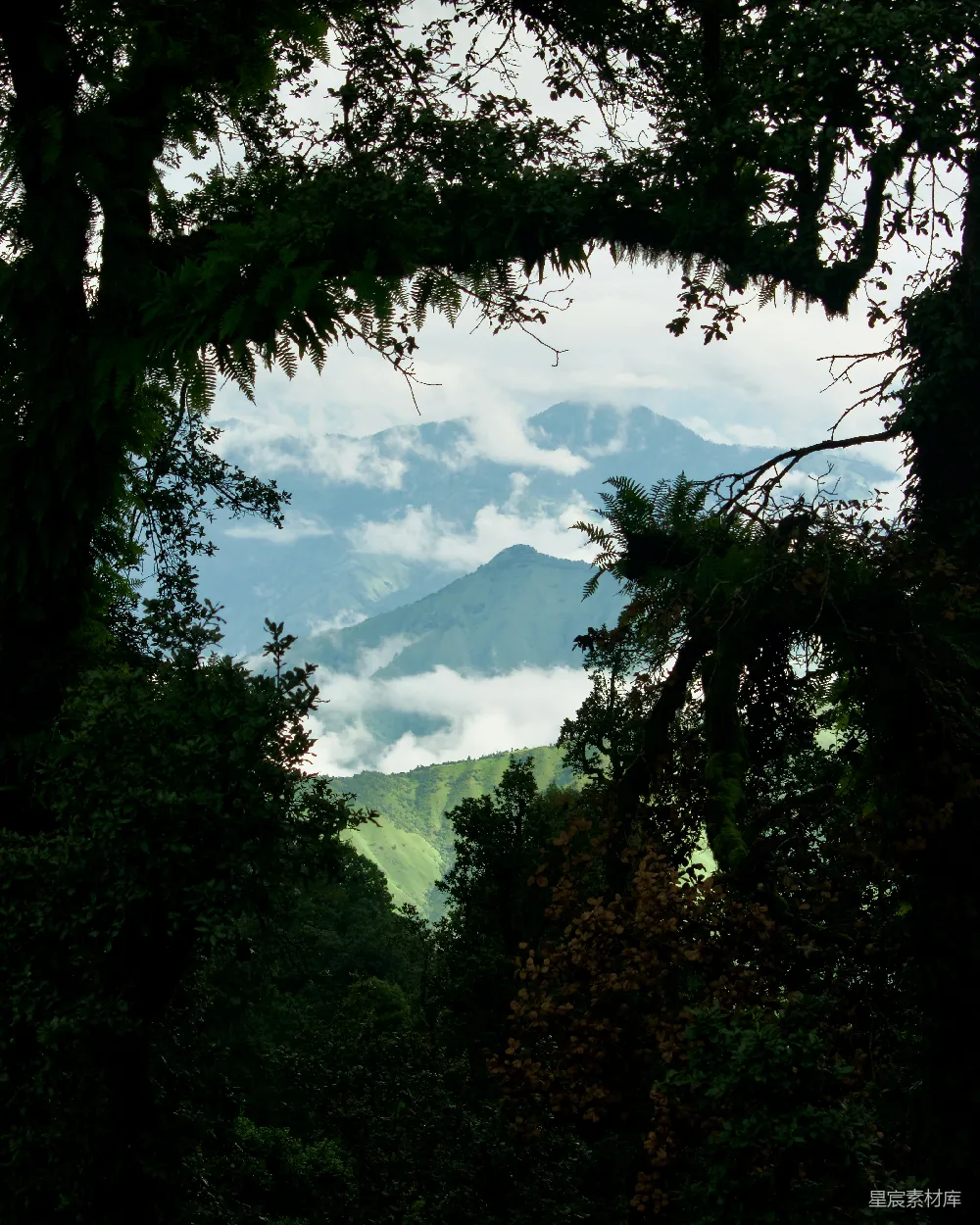 高清摄影  透过树木看山的景色