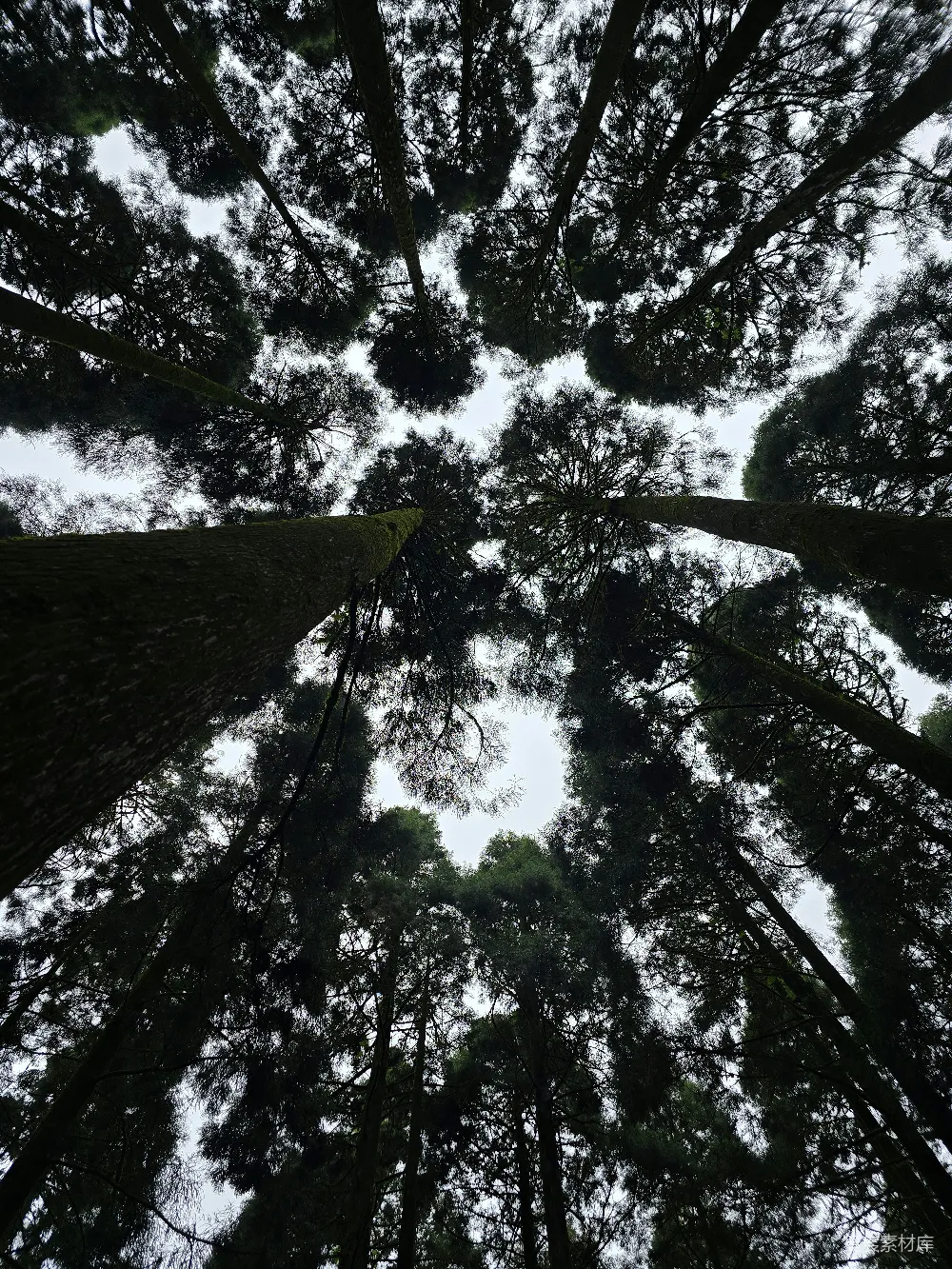 高清摄影 旅行 高大的树木在明亮的天空下形成一片树冠。