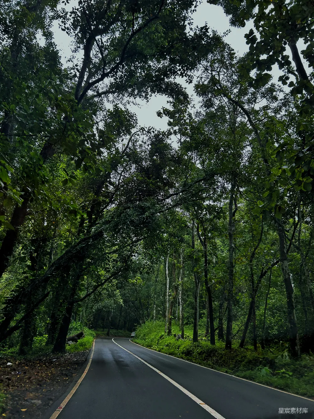 高清摄影  一条森林中间的空路
