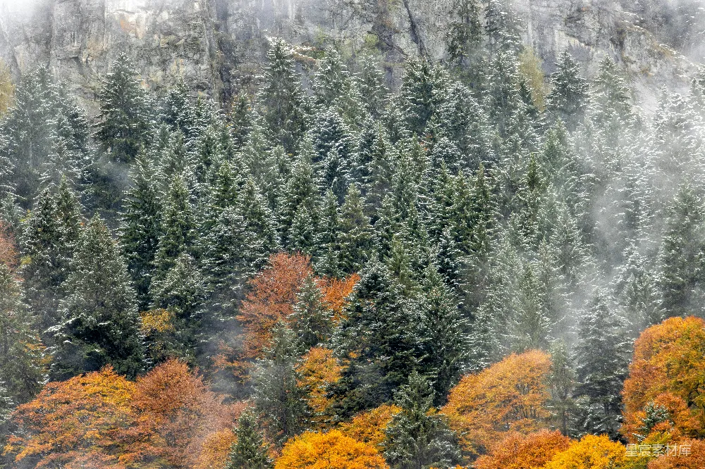 高清摄影 旅行 自然 壁纸 一片覆盖着雪的树木繁多的森林